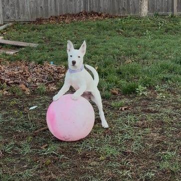 CT Mable (Foster in Glastonbury, CT), Adoptable, Puppy Female Cattle Dog & Mixed Breed.