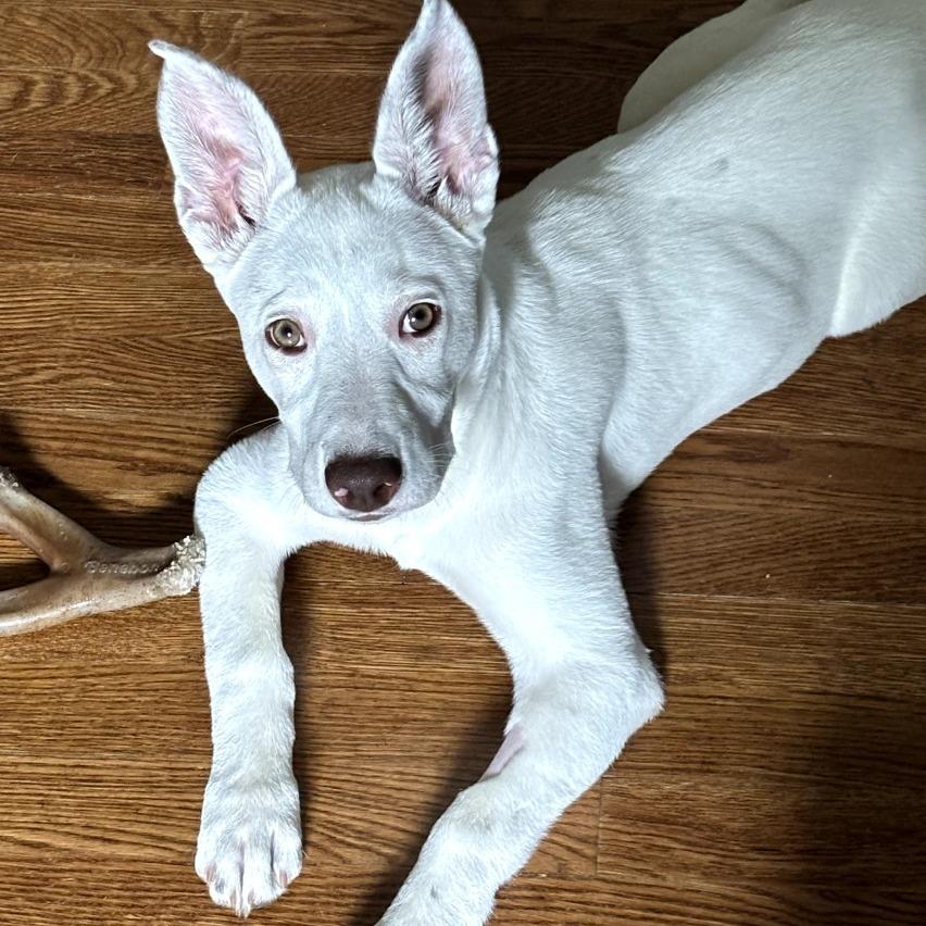Enlarge CT Mable (Foster in Glastonbury, CT), a Adoptable mixed breed in Stormville, NY image 2/5
