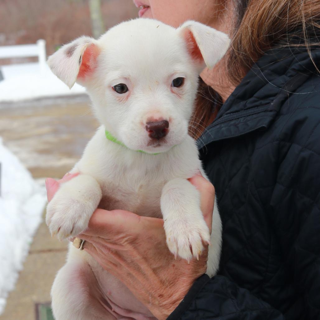 Enlarge CT Mable (Foster in Glastonbury, CT), a Adoptable mixed breed in Stormville, NY image 3/5