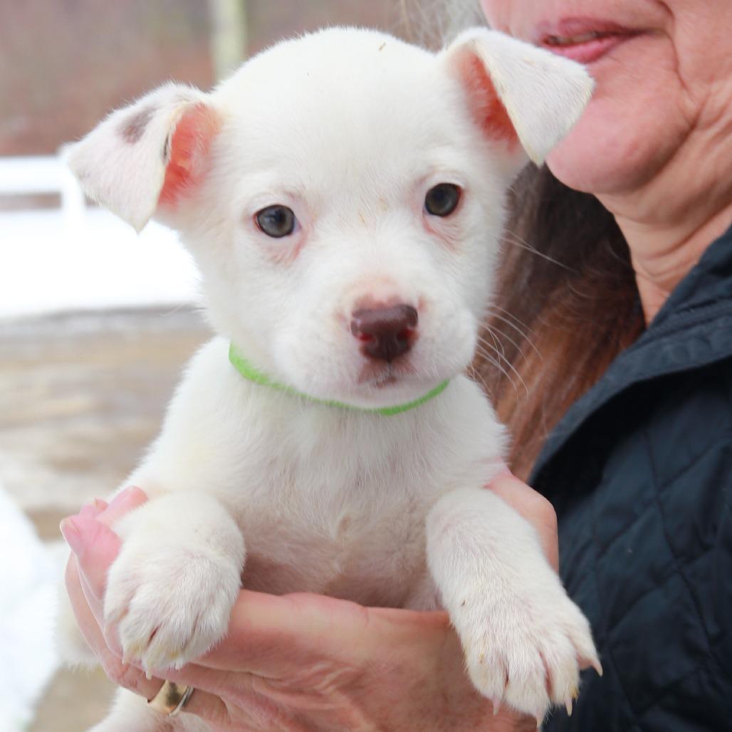 Enlarge CT Mable (Foster in Glastonbury, CT), a Adoptable mixed breed in Stormville, NY image 4/5