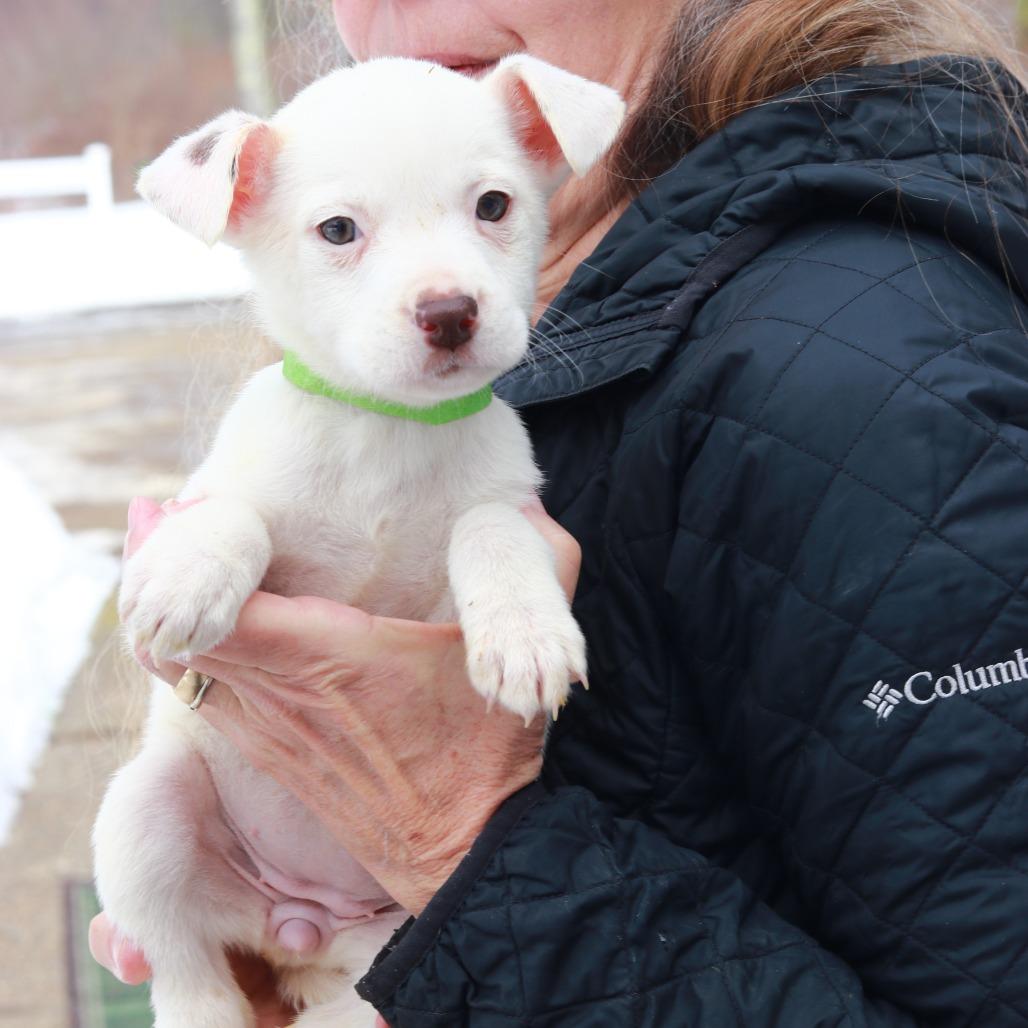 Enlarge CT Mable (Foster in Glastonbury, CT), a Adoptable mixed breed in Stormville, NY image 5/5