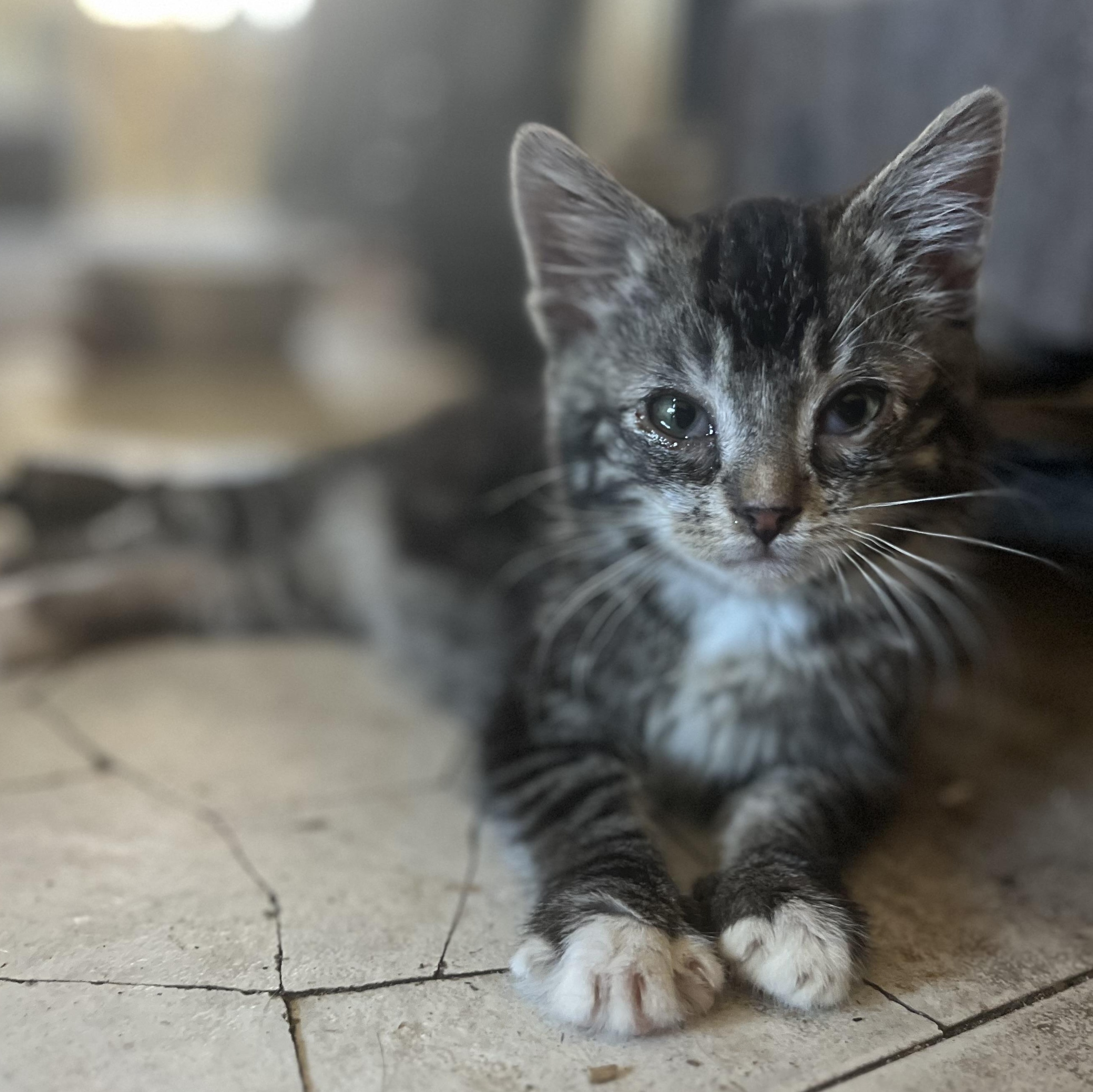 Enlarge Tea, an adopted Domestic Medium Hair in Portland, OR image 3/3