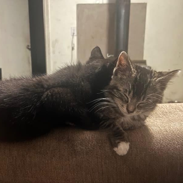 Enlarge Tea, an adopted Domestic Medium Hair in Portland, OR image 2/3