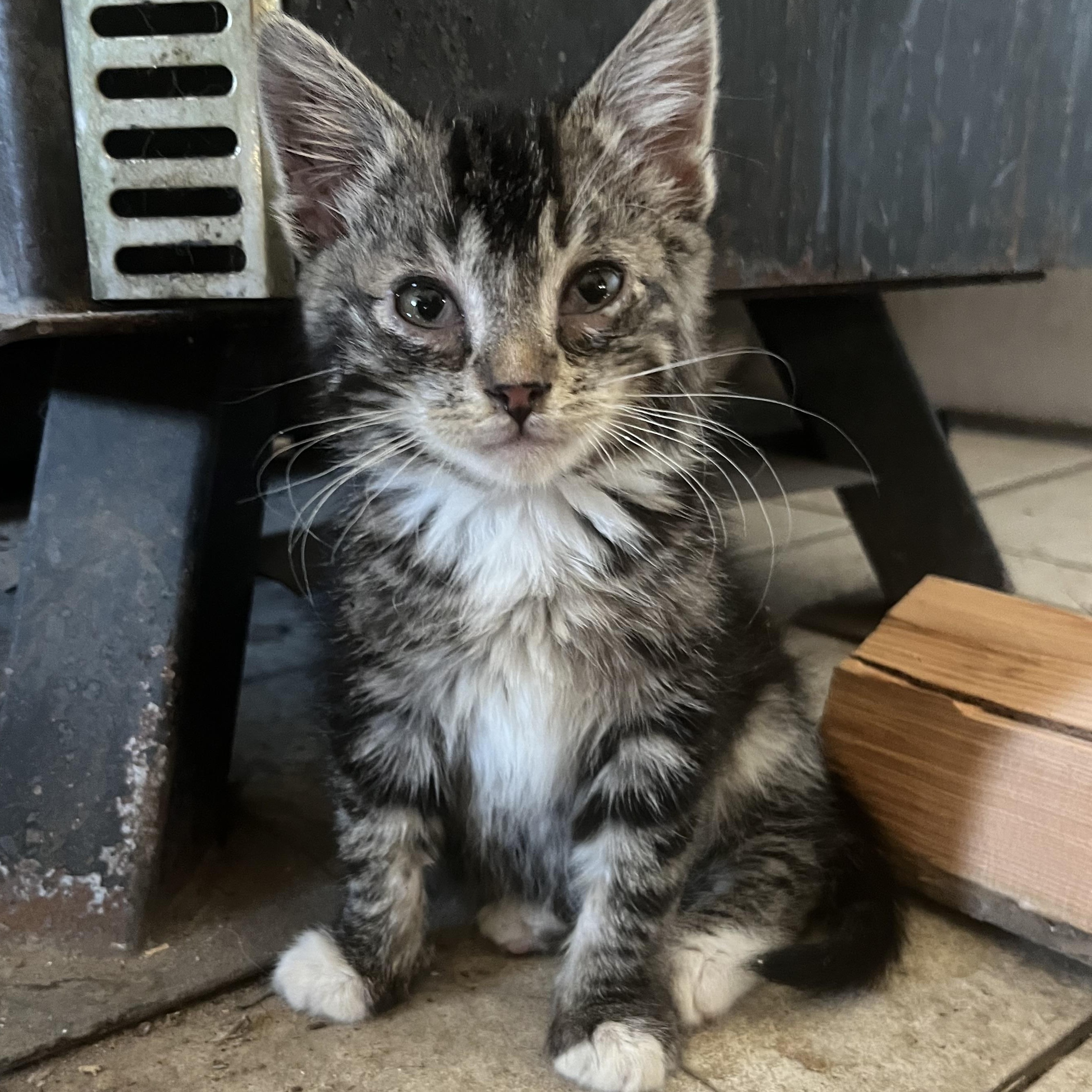 Tea, adopted, Kitten Male Domestic Medium Hair.