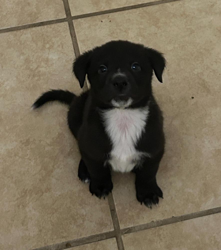 Enlarge Cappuccino, a ADOPTABLE mixed breed in TUCSON, AZ image 2/2