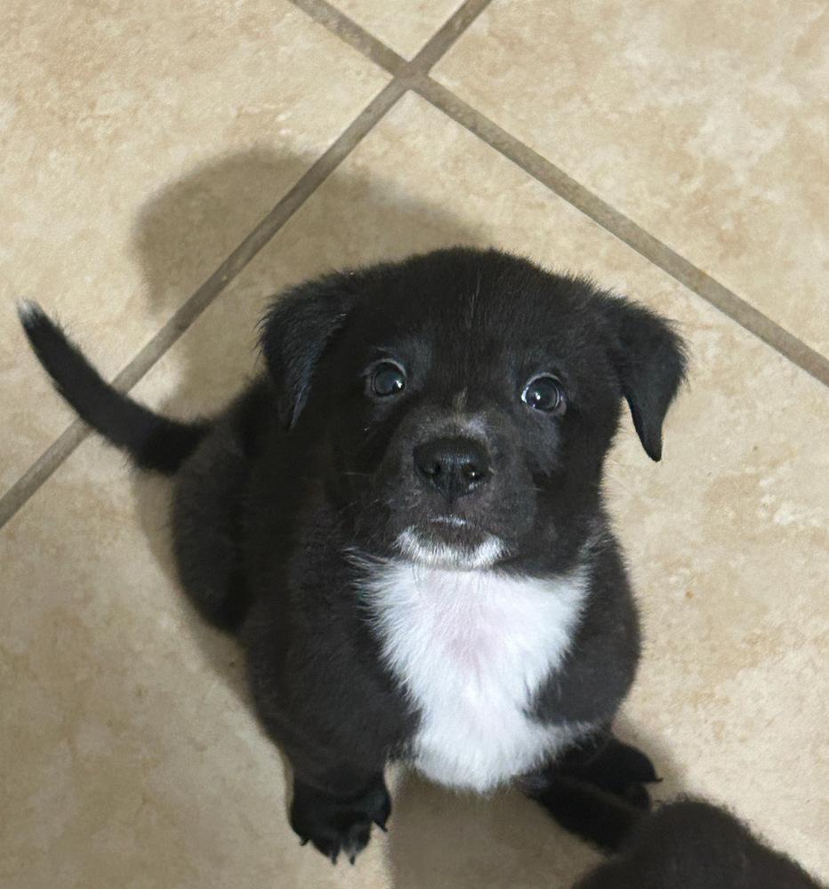 Enlarge Cappuccino, a ADOPTABLE mixed breed in TUCSON, AZ image 1/2