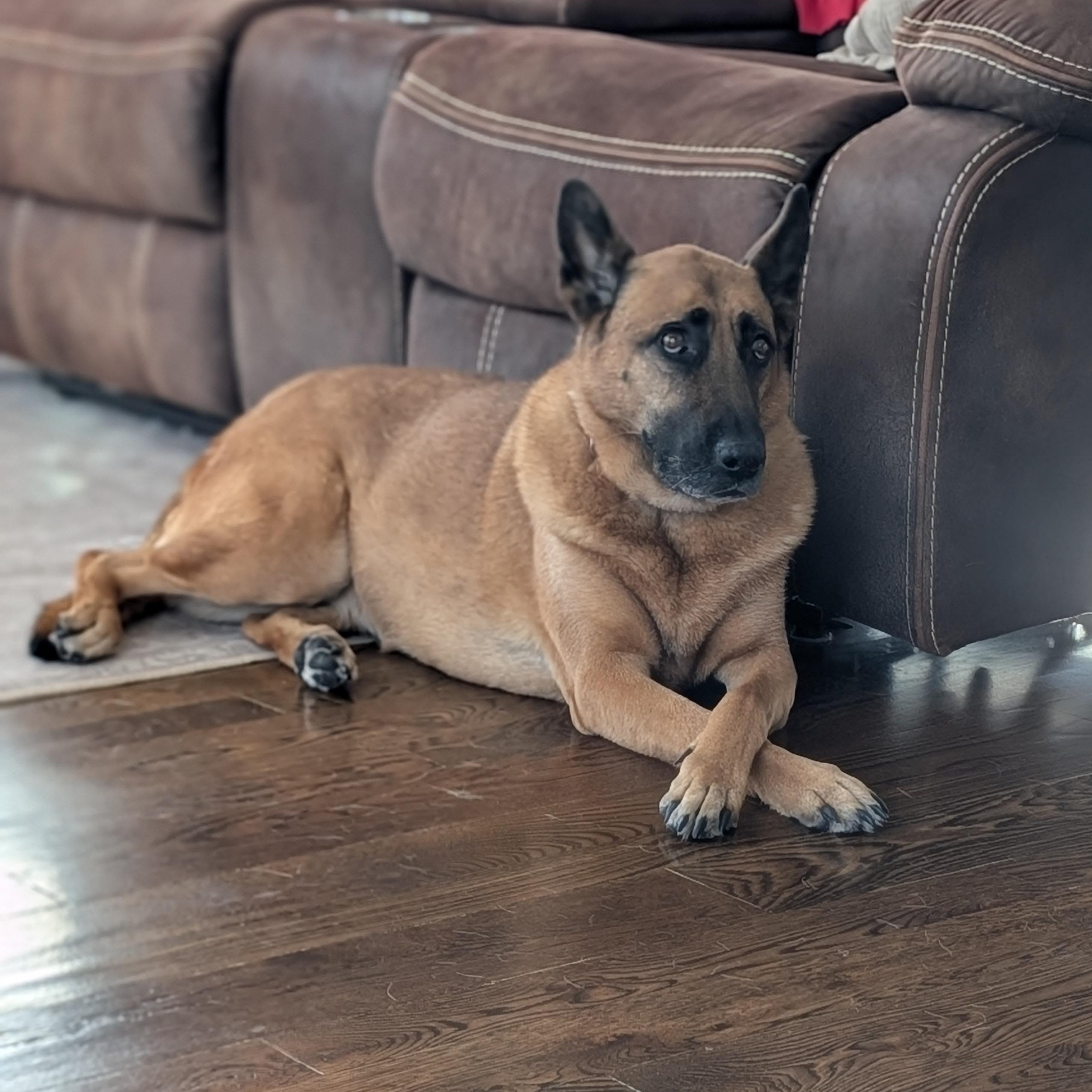 Enlarge Bear, an adopted German Shepherd Dog in Thayne, WY image 2/4
