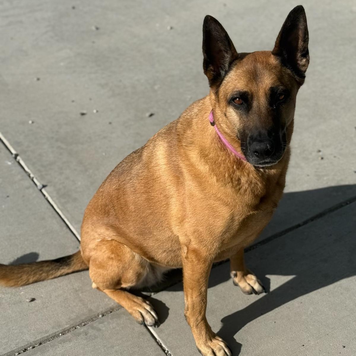 Bear, adopted, Adult Female German Shepherd Dog.