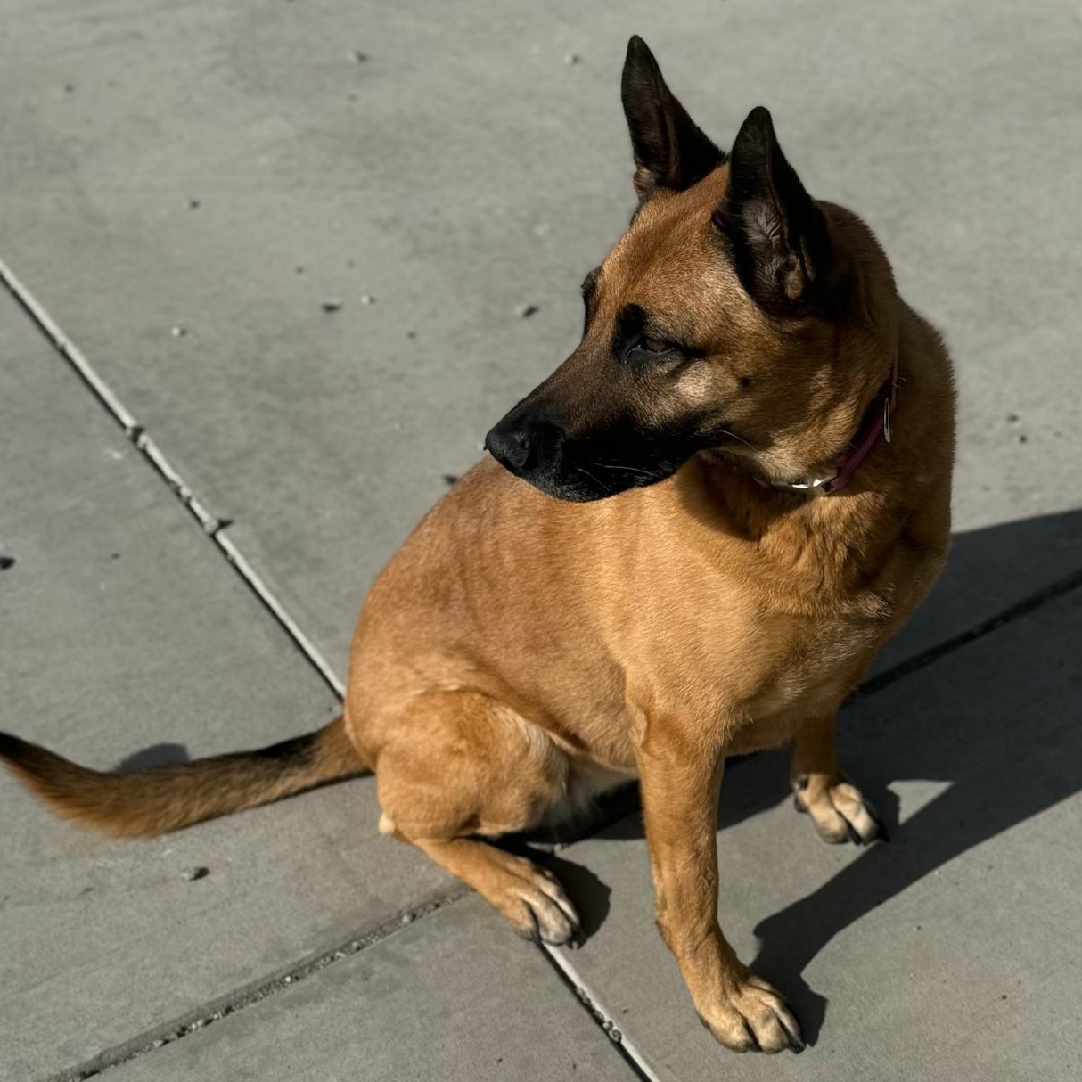 Enlarge Bear, an adopted German Shepherd Dog in Thayne, WY image 3/4