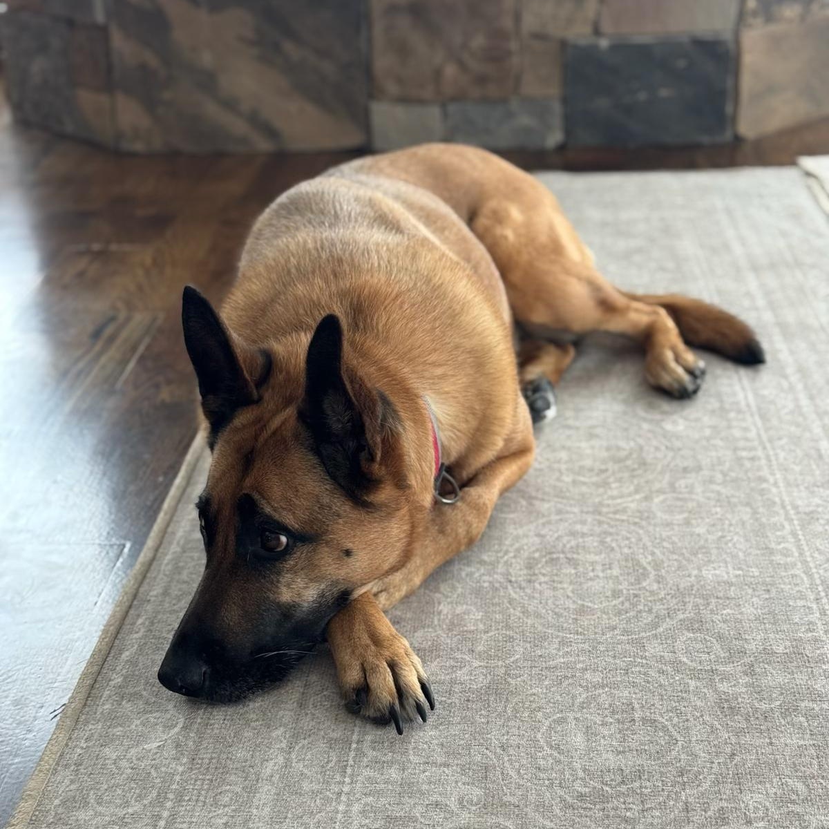 Enlarge Bear, an adopted German Shepherd Dog in Thayne, WY image 4/4