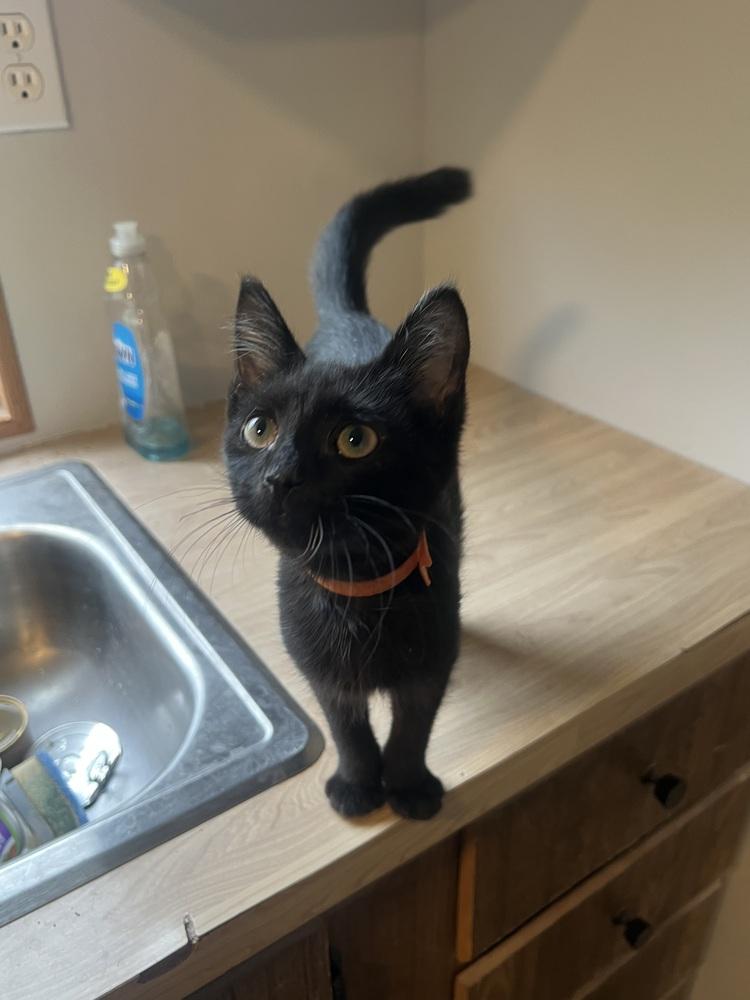 PufnStuf, Adopted, Kitten Male Domestic Short Hair.