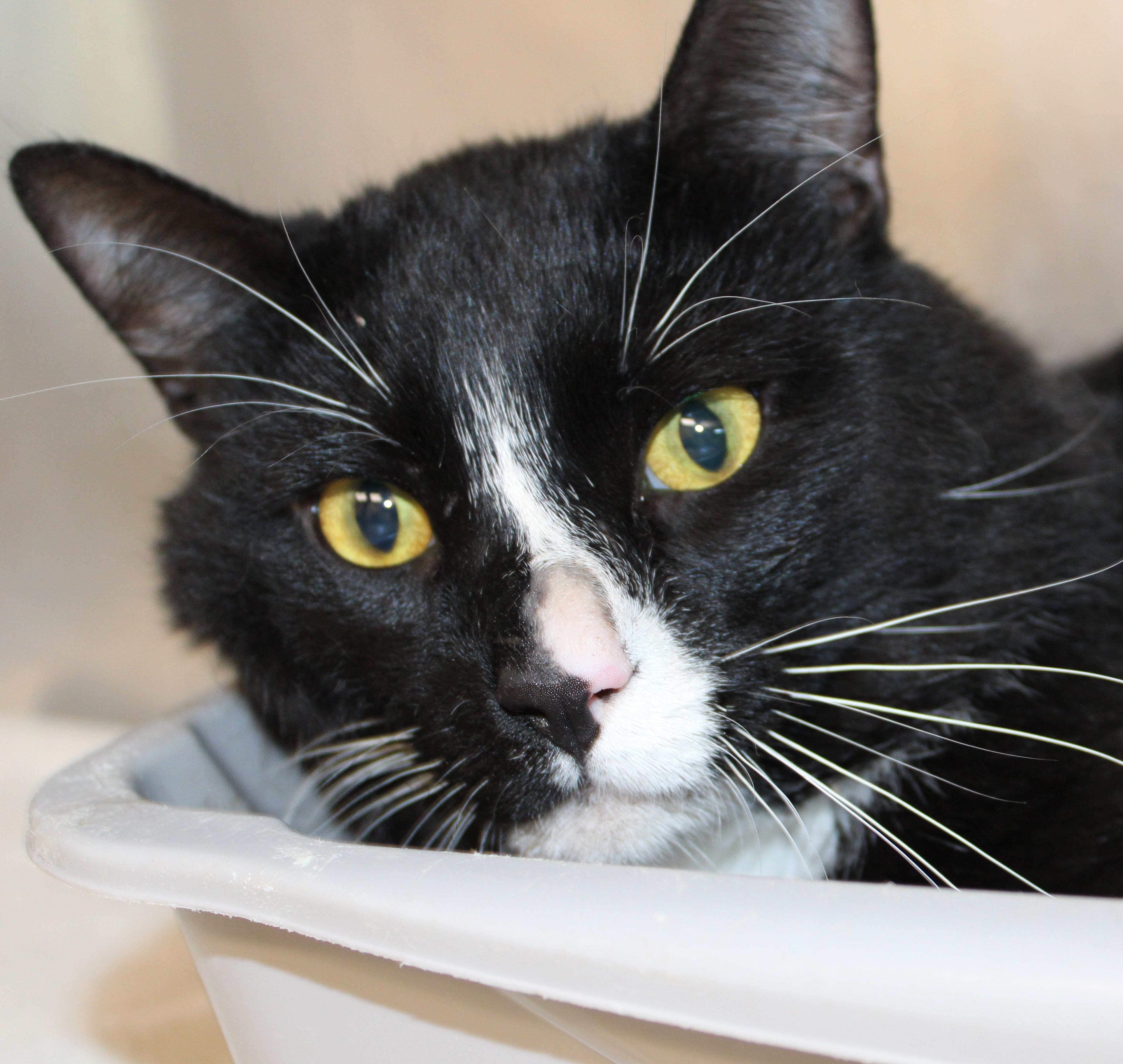 Stripes, an adopted Domestic Short Hair in Mississauga, ON image 2/3