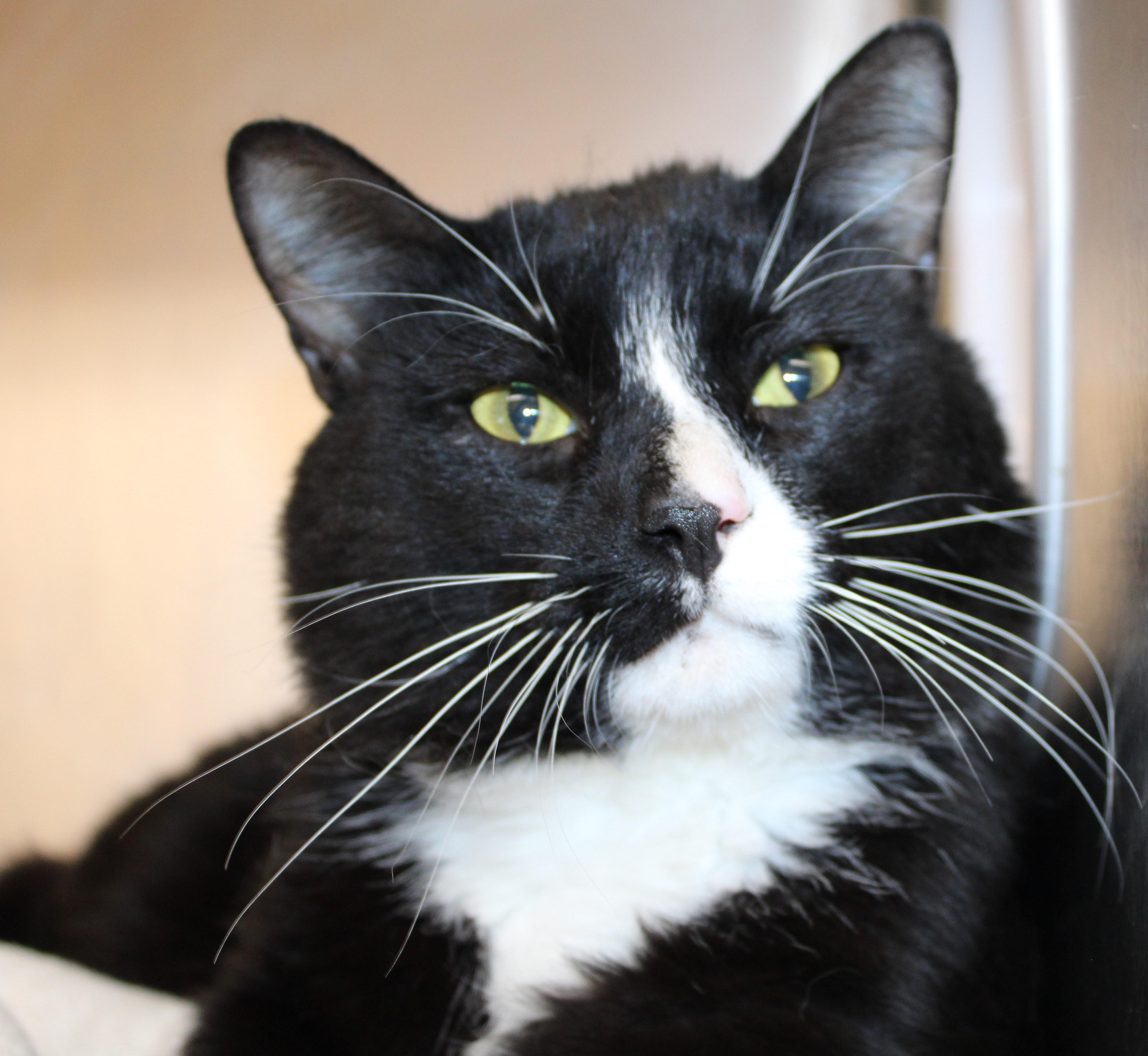 Stripes, adopted, Adult Male Domestic Short Hair.