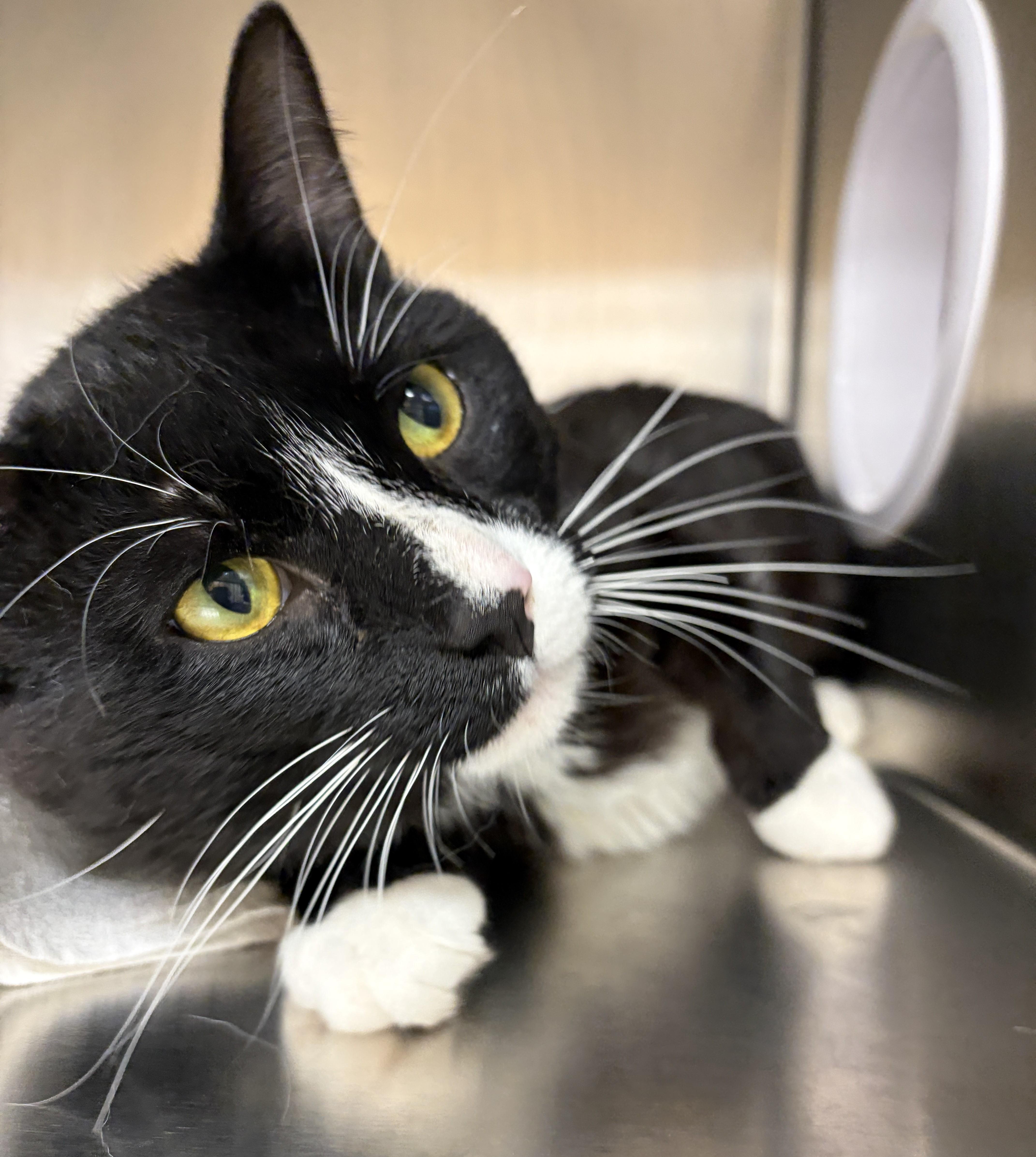 Stripes, an adopted Domestic Short Hair in Mississauga, ON image 3/3