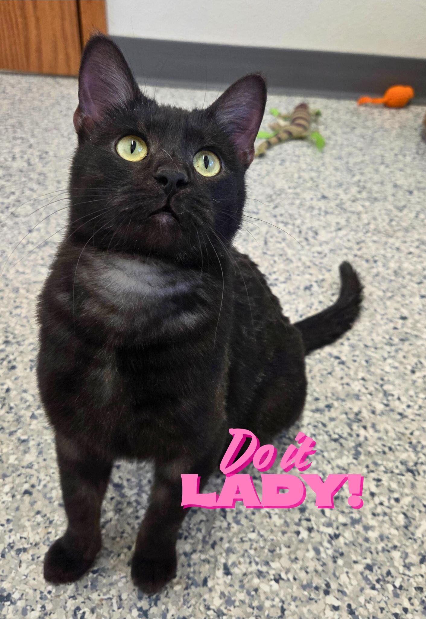 Enlarge Do it, Lady!, an adopted Domestic Short Hair in Nevada, IA image 1/1
