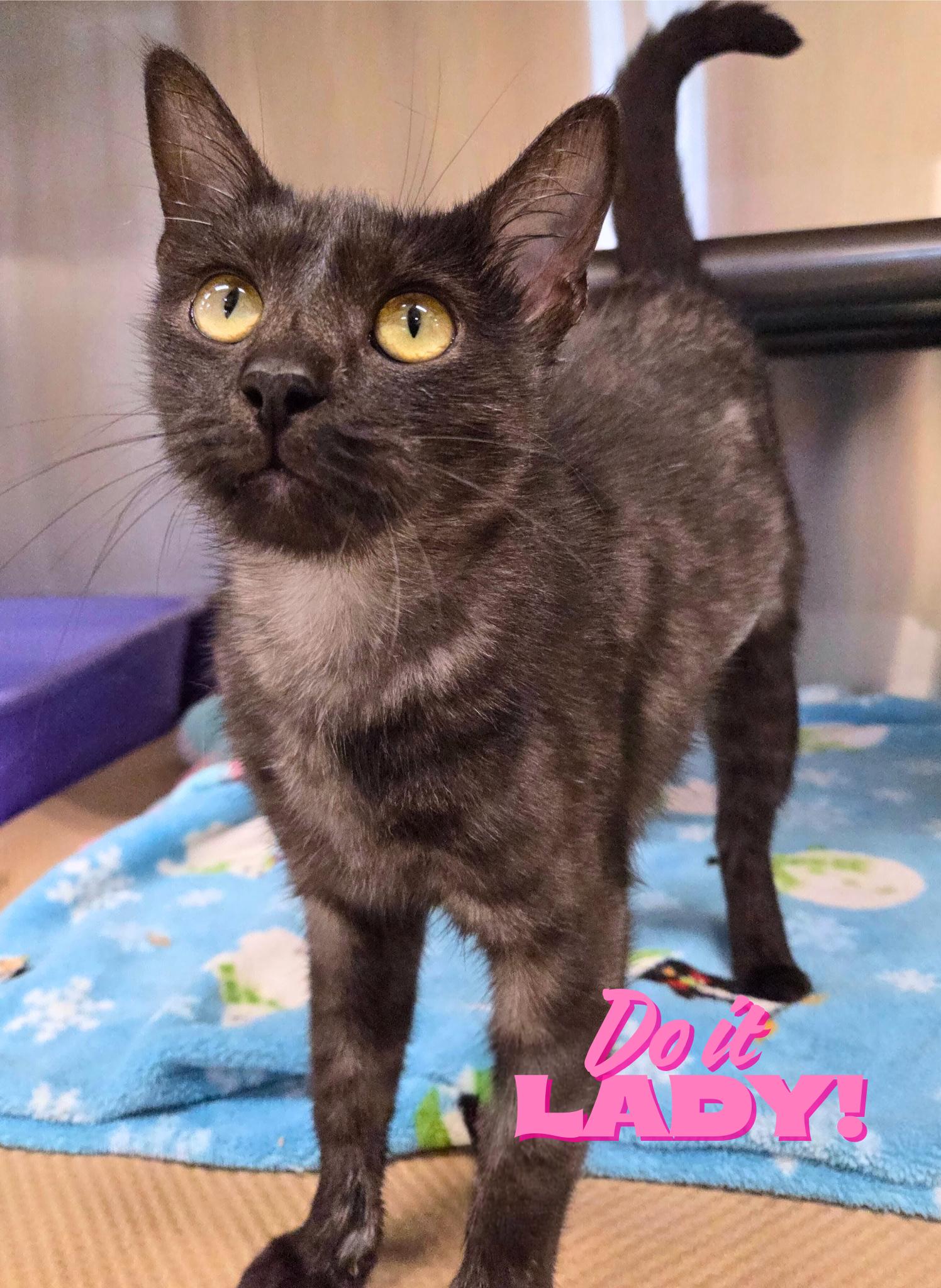 Enlarge Do it, Lady!, a Adoptable Domestic Short Hair in Nevada, IA image 1/1