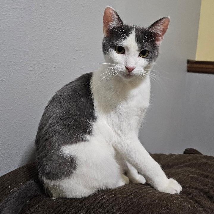 Fraidy, an adoptable Domestic Short Hair in Dickinson, ND_image-1