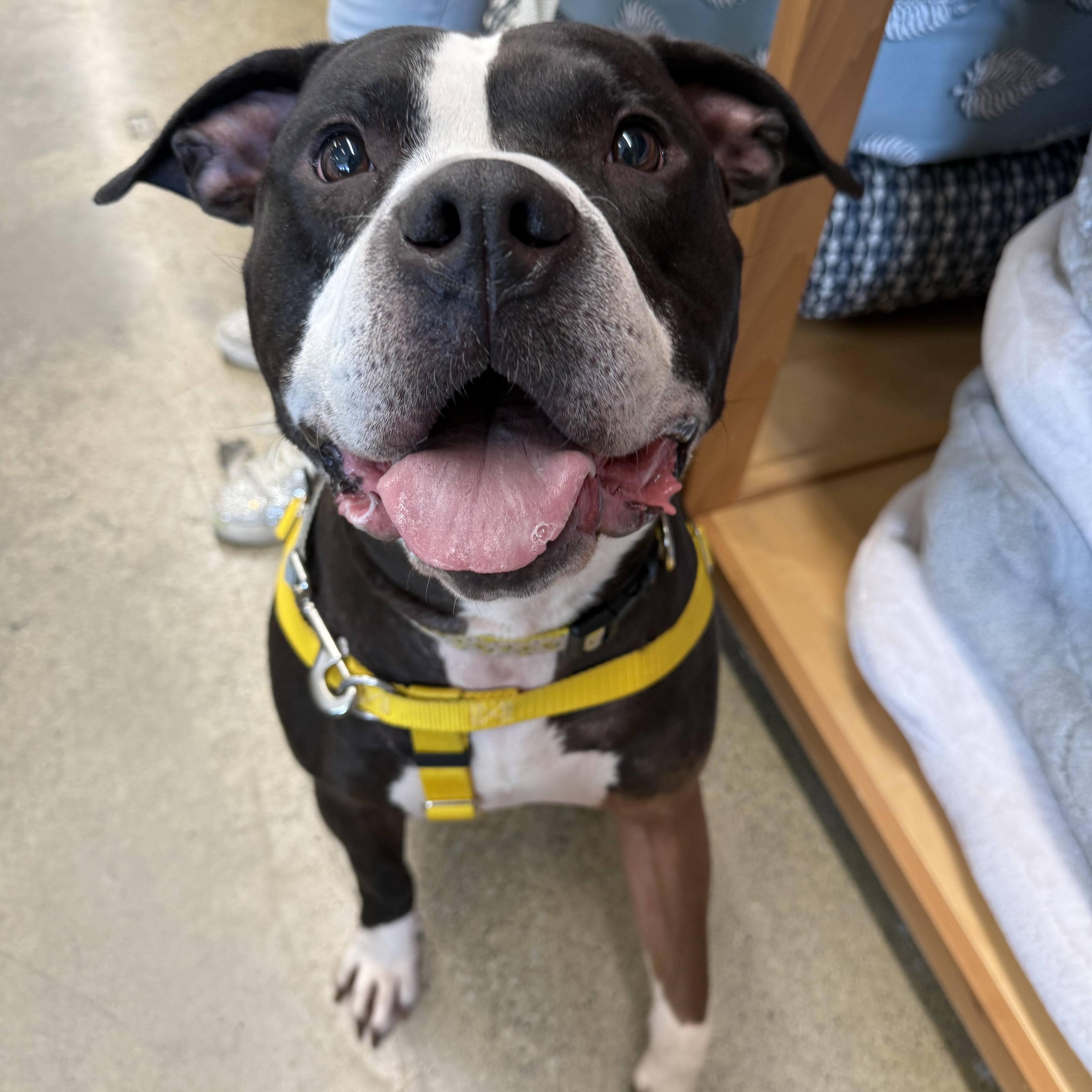 Enlarge Oreo, a Adopted mixed breed in Greenwich, OH image 1/5