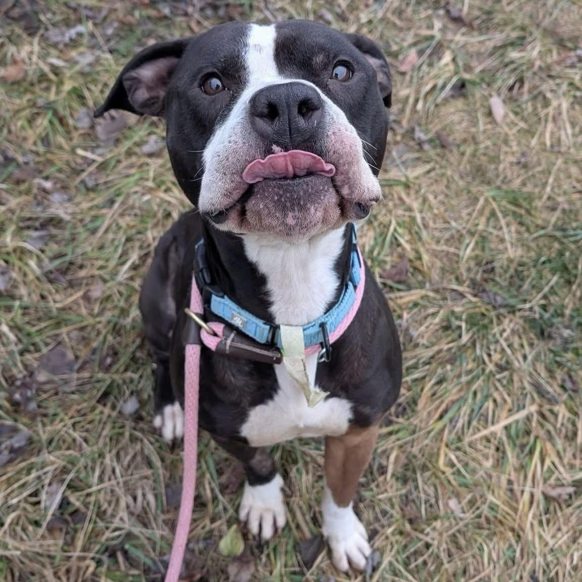 Enlarge Oreo, a Adopted mixed breed in Greenwich, OH image 2/5