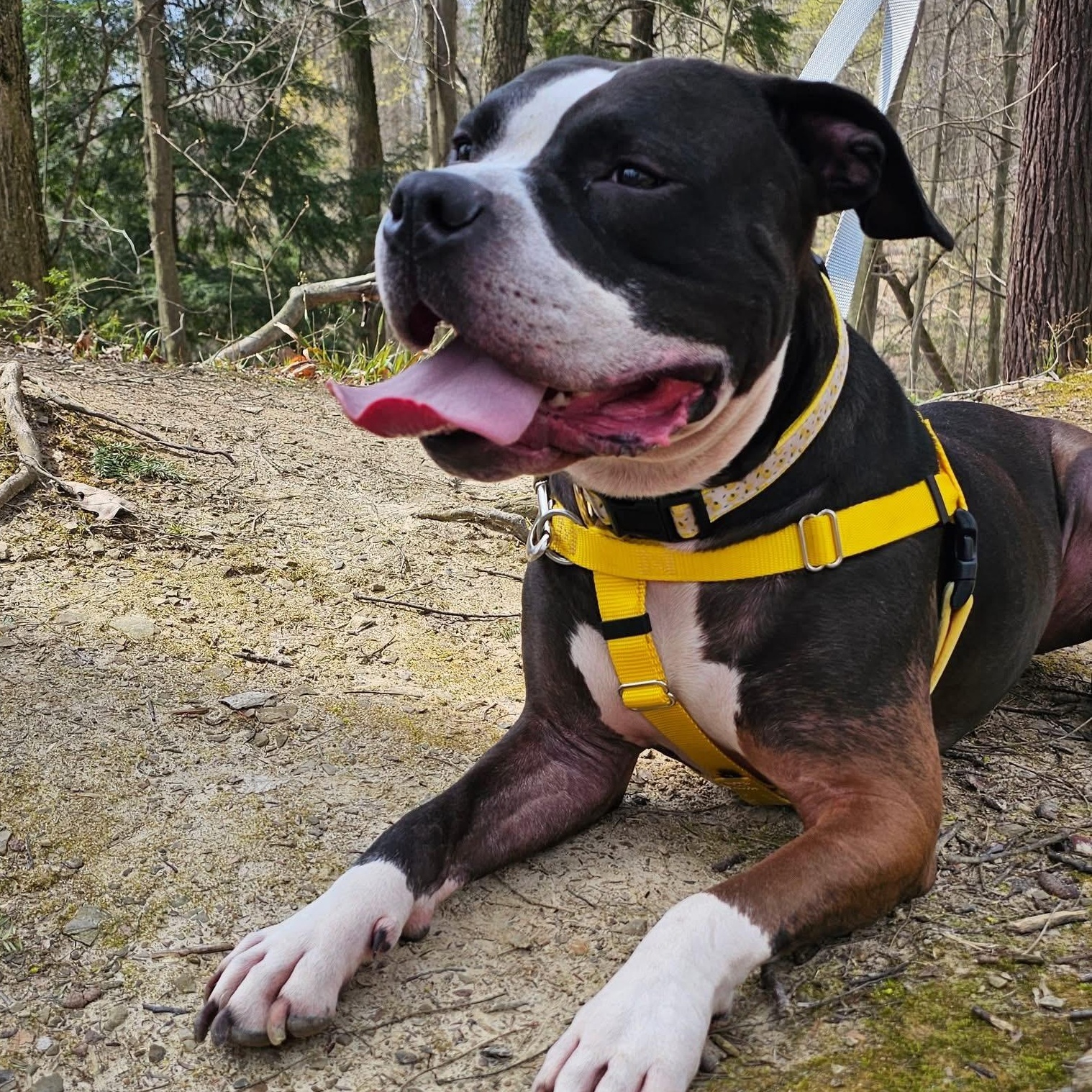 Enlarge Oreo, a Adopted mixed breed in Greenwich, OH image 4/5