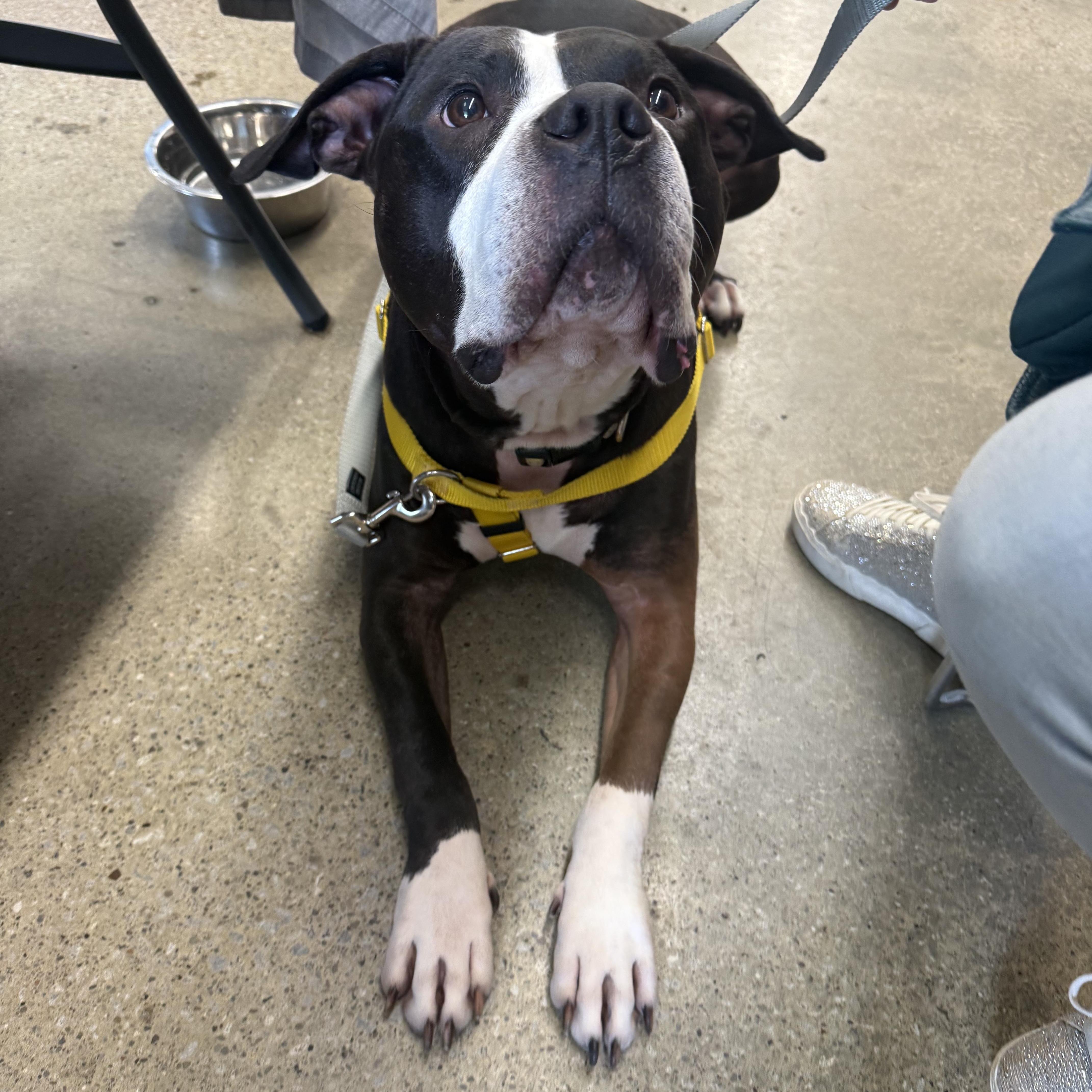 Enlarge Oreo, a Adopted mixed breed in Greenwich, OH image 5/5