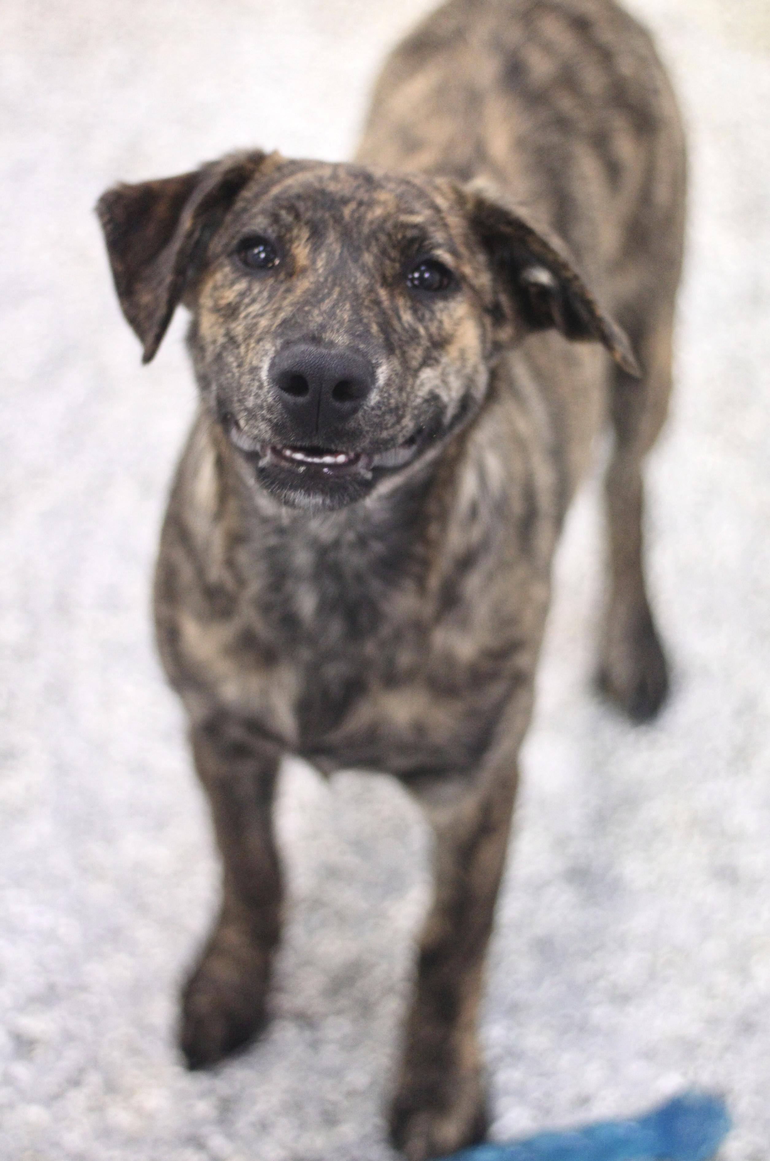 Shine in NH! Come Meet our Adoptable Dogs Wednesday-Saturday. More info in Bio!, adoptable, Puppy Female Labrador Retriever.
