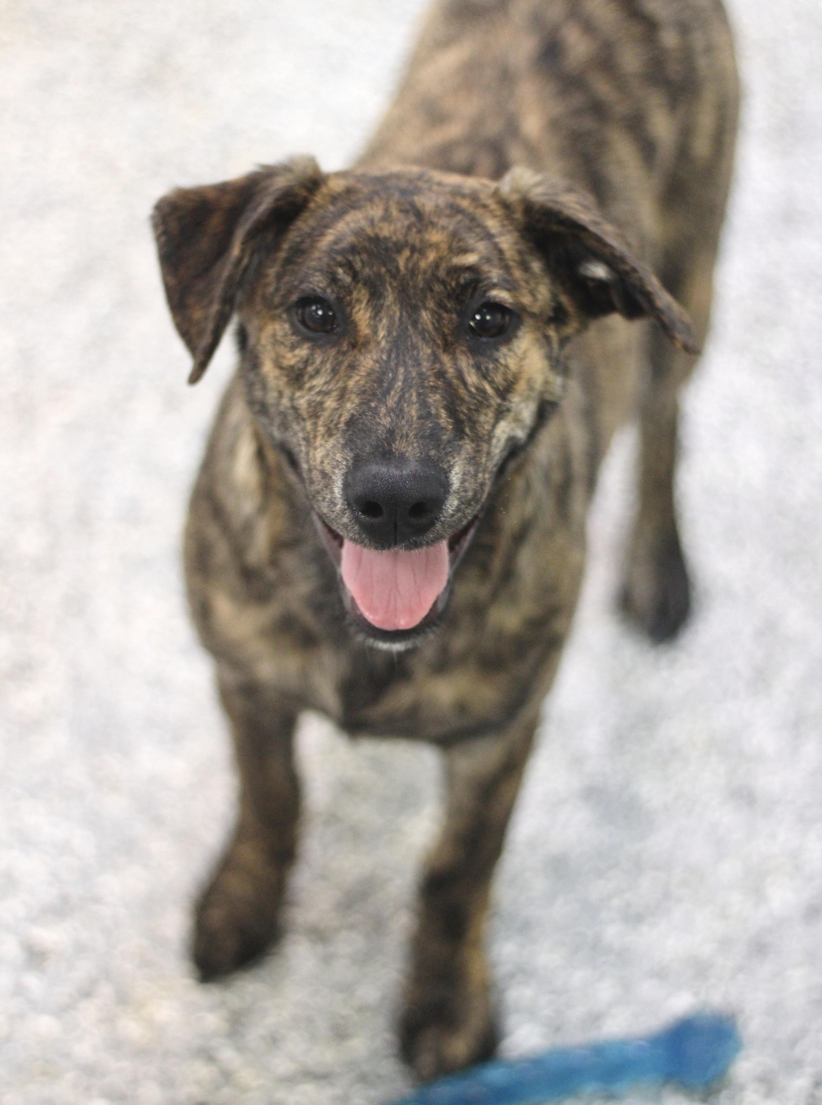 Enlarge Shine in NH! Come Meet our Adoptable Dogs Wednesday-Saturday. More info in Bio!, an adoptable mixed breed in Manchester, NH image 2/2