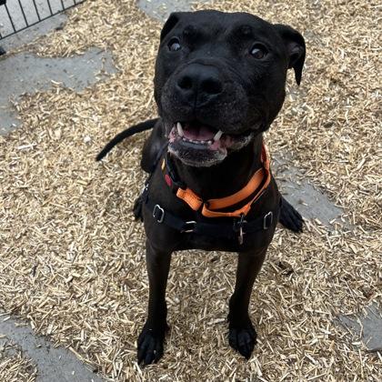 Enlarge Jet, a Adoptable mixed breed in Janesville, WI image 1/3