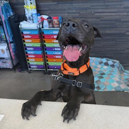 Enlarge Jet, a Adoptable mixed breed in Janesville, WI image 2/3