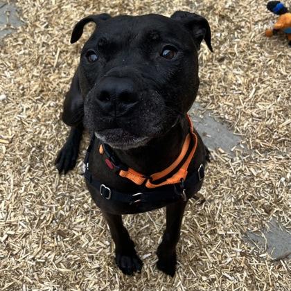 Enlarge Jet, a Adoptable mixed breed in Janesville, WI image 3/3