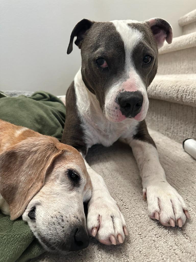 Enlarge Halls, a Adoptable American Staffordshire Terrier in El Cajon, CA image 4/6