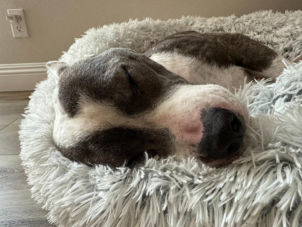 Enlarge Halls, a Adoptable American Staffordshire Terrier in El Cajon, CA image 6/6