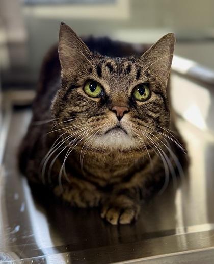 Tulah, Adoptable, Senior Female Domestic Medium Hair & Domestic Short Hair.
