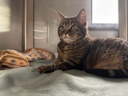 Enlarge Tulah, a Adoptable mixed breed in Missoula, MT image 2/3