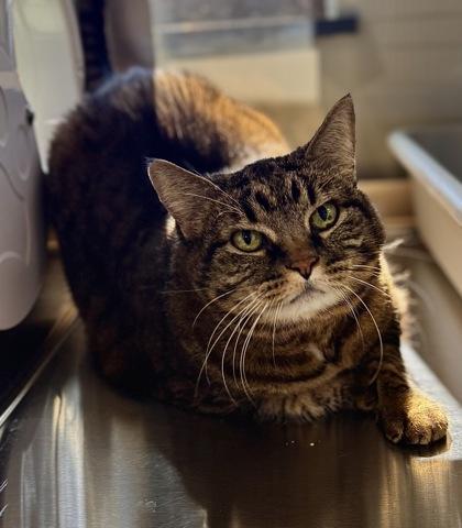 Enlarge Tulah, a Adoptable mixed breed in Missoula, MT image 3/3