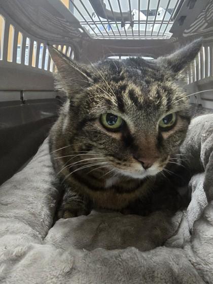 Enlarge Chattulah, a Adoptable mixed breed in Missoula, MT image 1/1