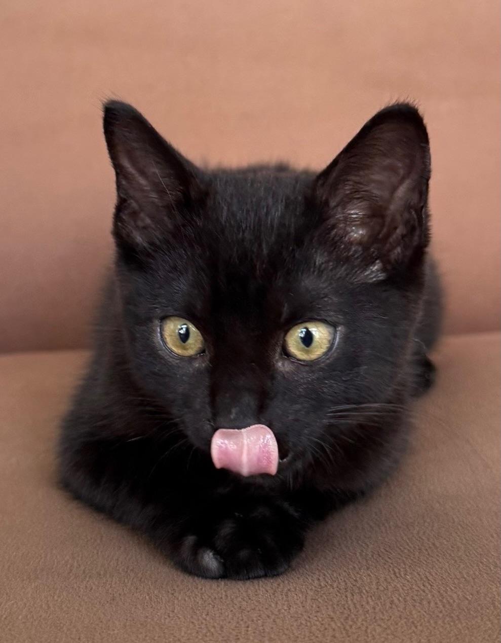 Enlarge Nero, an adopted Domestic Short Hair in Honolulu, HI image 4/5