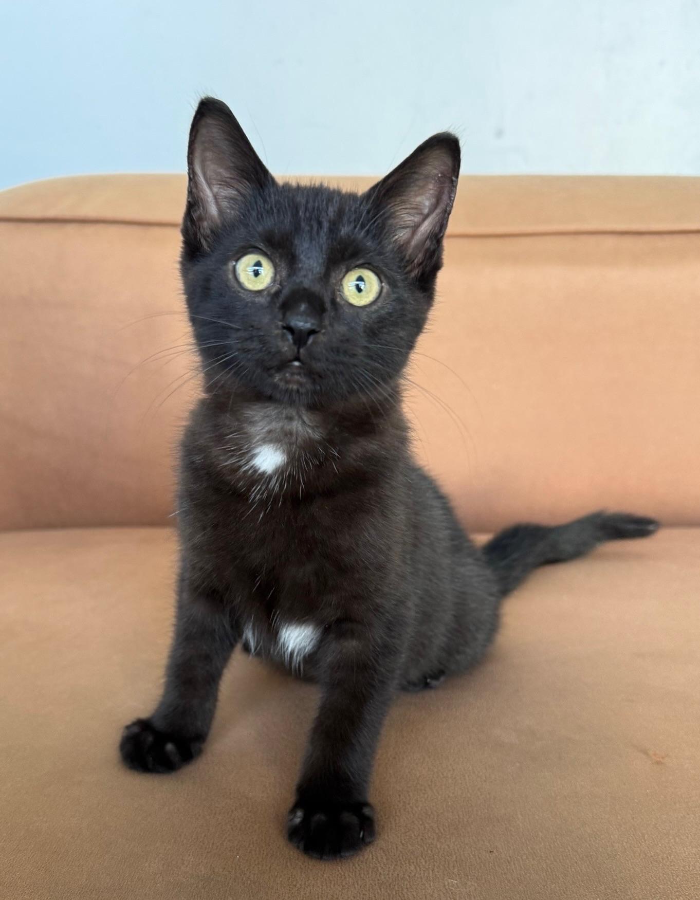 Nero, adopted, Kitten Male Domestic Short Hair.