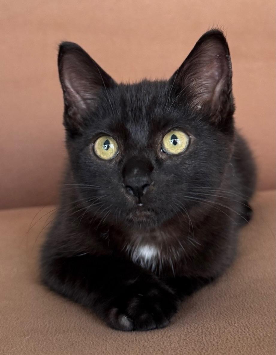 Enlarge Nero, an adopted Domestic Short Hair in Honolulu, HI image 2/5