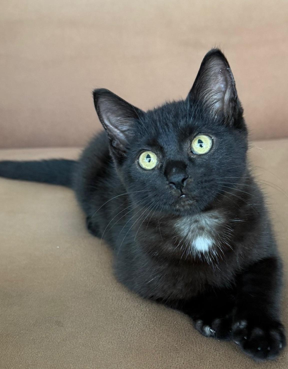 Enlarge Nero, an adopted Domestic Short Hair in Honolulu, HI image 3/5