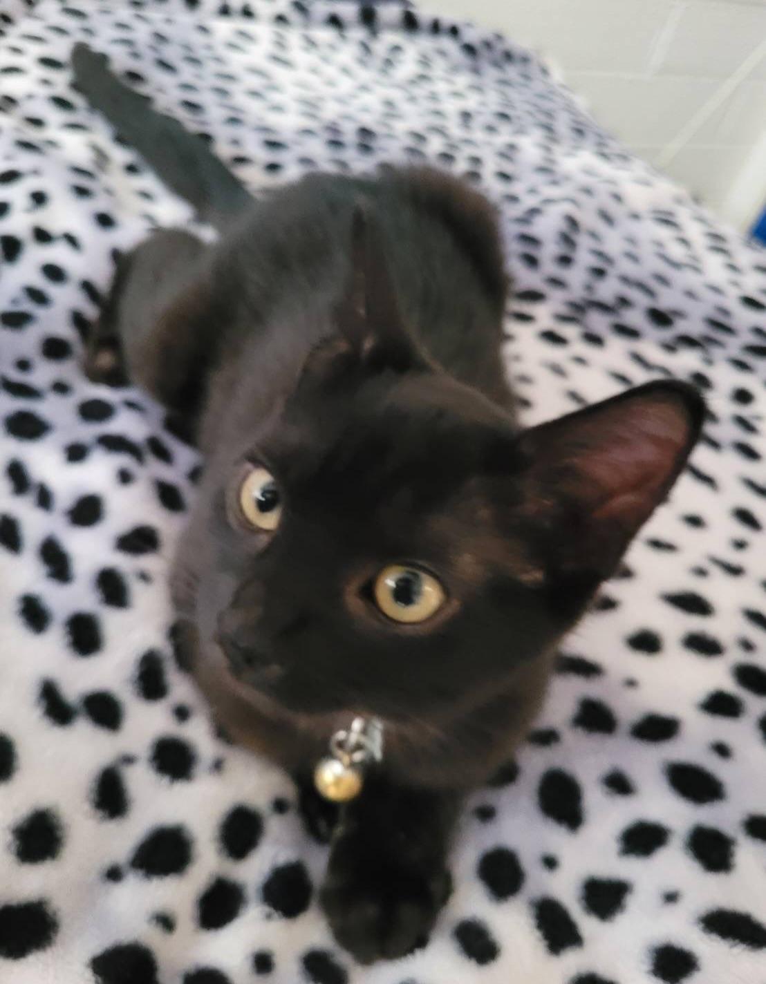 Enlarge Nero, an adopted Domestic Short Hair in Honolulu, HI image 5/5