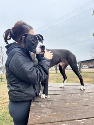 Enlarge Solo, a Adoptable mixed breed in Memphis, TN image 1/3