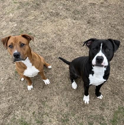 Solo, Adoptable, Adult Male Mixed Breed & Mixed Breed.