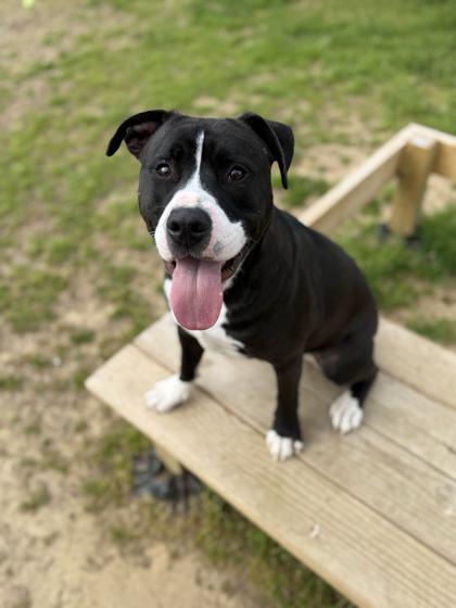 Solo, a Adoptable mixed breed in Memphis, TN image 2/3