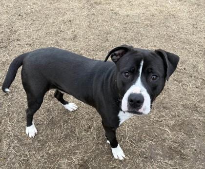 Enlarge Solo, a Adoptable mixed breed in Memphis, TN image 2/3