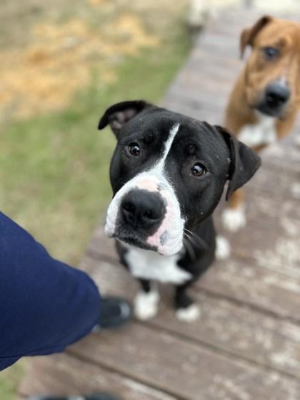 Enlarge Solo, a Adoptable mixed breed in Memphis, TN image 3/3