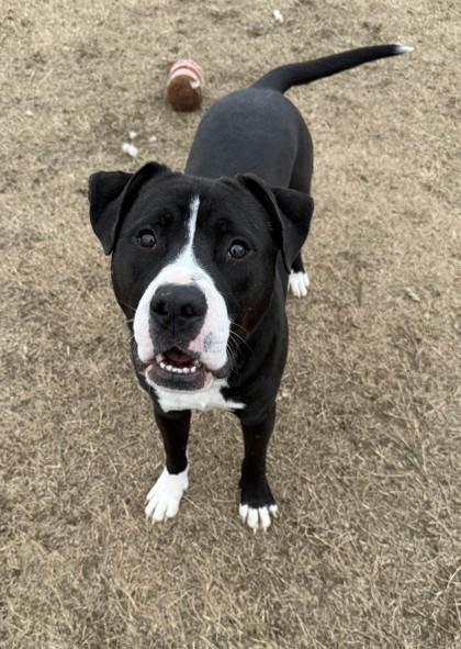 Enlarge Solo, a Adoptable mixed breed in Memphis, TN image 3/3