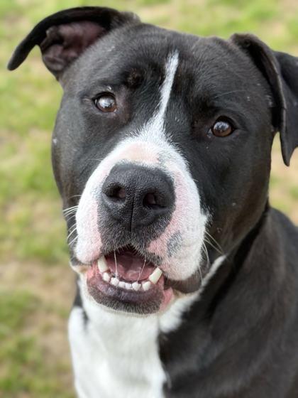 Solo, a Adoptable mixed breed in Memphis, TN image 3/3