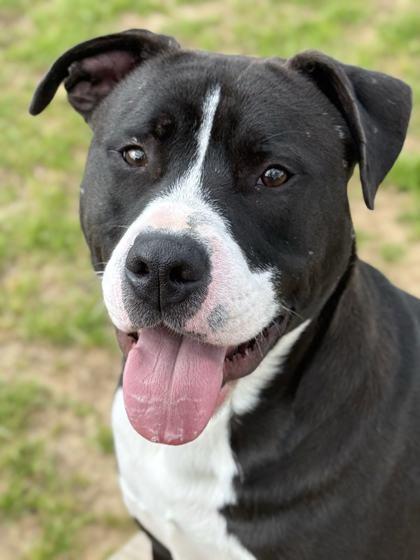 Solo, a Adoptable mixed breed in Memphis, TN image 3/3