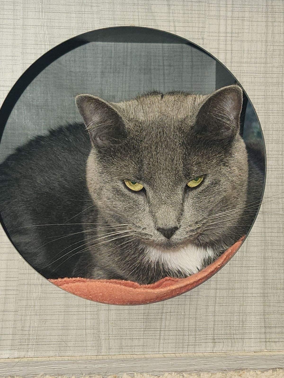 Ardesia, Adult Female American Shorthair